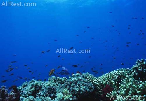 Royal Davui Island Resort 33